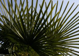 Palmenblatt im Garten des Hotels Stella